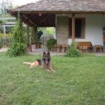 Fenyves Vendégház Csemő, Szállás Csemő Fenyves Vendégház Csemő, Szállás Csemő