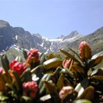 Appartement Alpenrose Flirsch, Szállás Flirsch